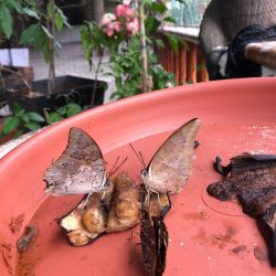 Morpho Mariposario Puerto Vallarta