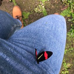 Morpho Mariposario Puerto Vallarta
