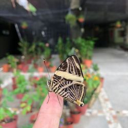 Morpho Mariposario Puerto Vallarta